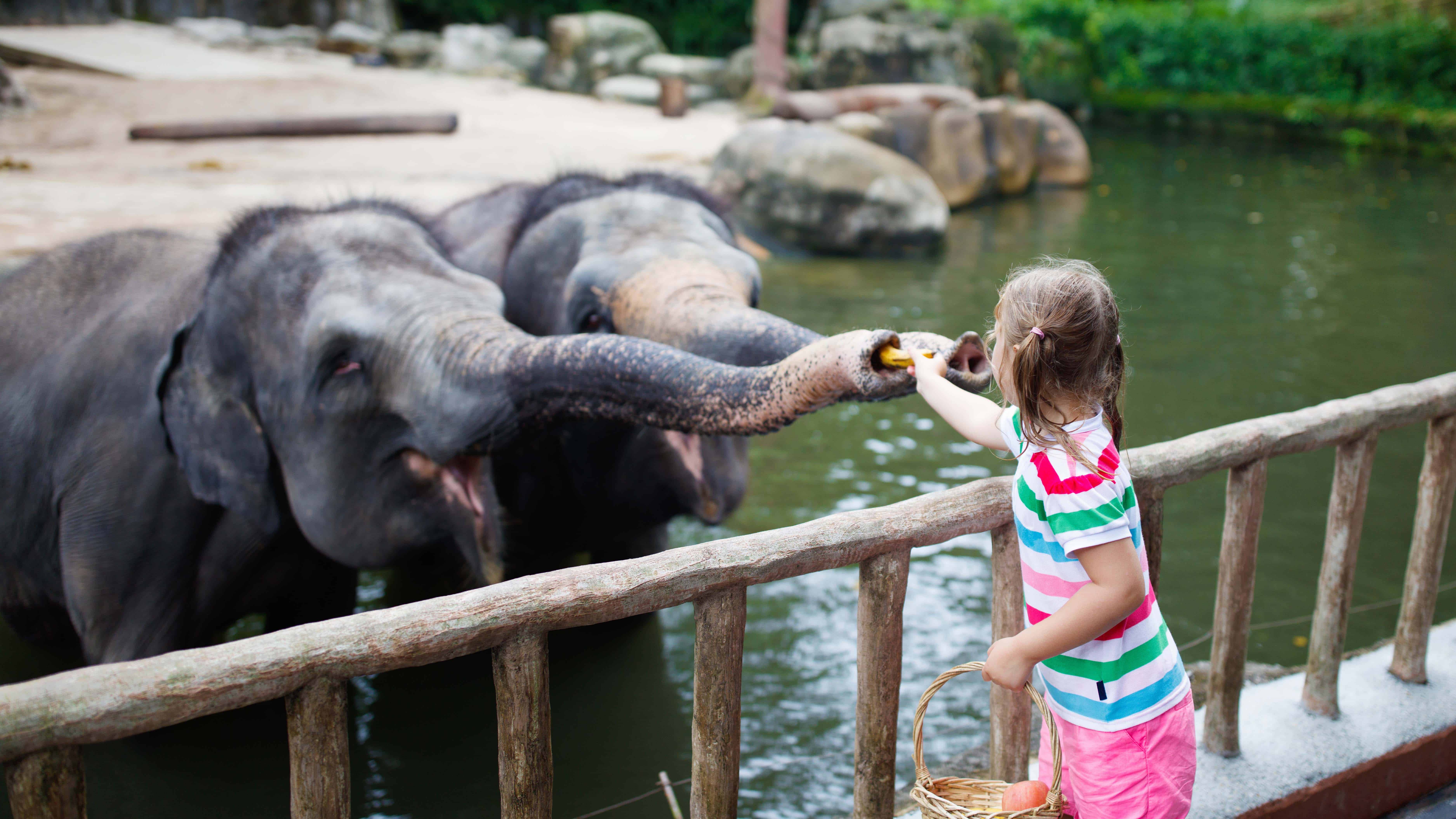 Image of Animal, Zoo, Photography, Face, Head, Person, Portrait, Child, Female, Girl, Water, Waterfront, Elephant, Mammal, Wildlife, 