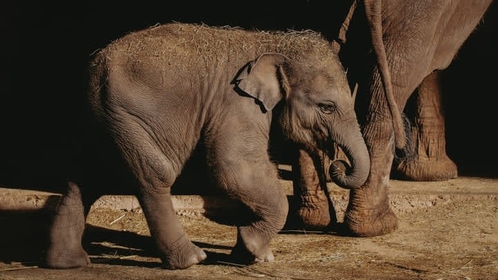 Image of Animal, Elephant, Mammal, Wildlife, 