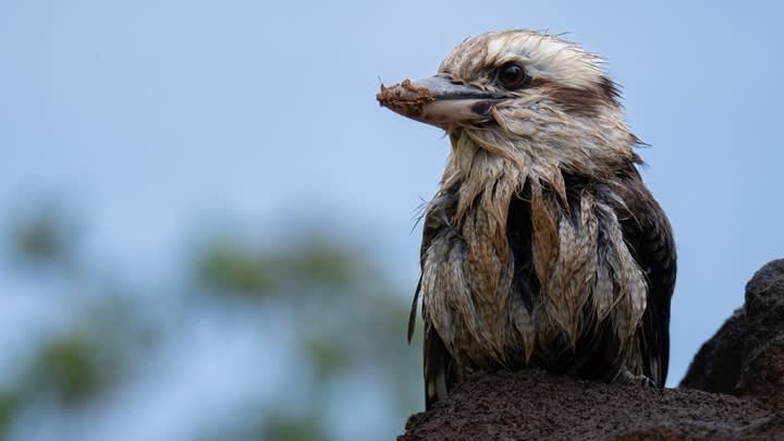 Image of Animal, Beak, Bird, 