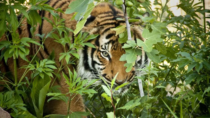 Image of Animal, Mammal, Tiger, Wildlife, Vegetation, 