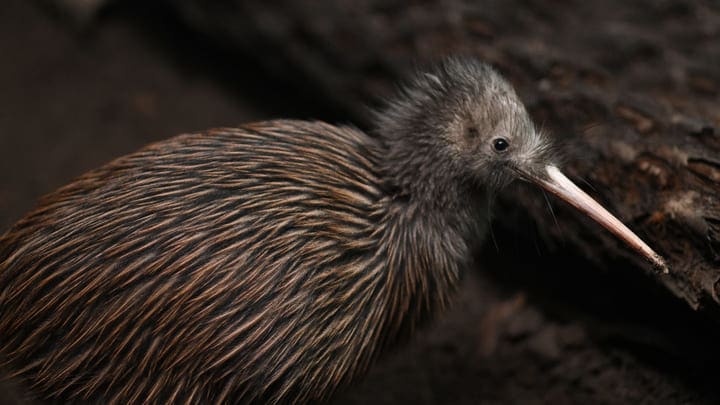 Image of Animal, Bird, Kiwi Bird, 