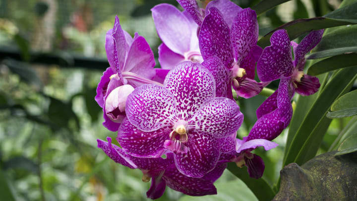 Image of Flower, Orchid, Petal, 