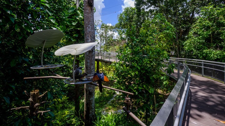 Image of Garden, Nature, Outdoors, Vegetation, Jungle, Arbour, Path, Walkway, Land, Rainforest, Tree, Bird,