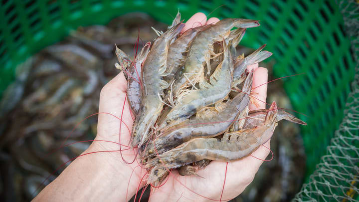 Image of Animal, Food, Sea Life, Seafood, Shrimp, Insect, 