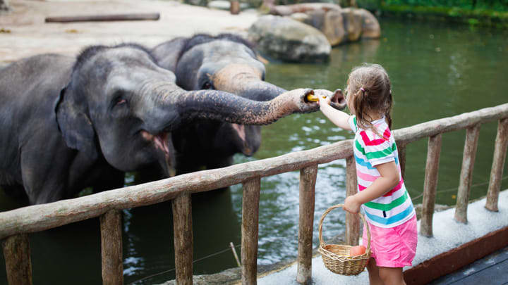 Image of Animal, Zoo, Photography, Child, Female, Girl, Person, Elephant, Mammal, Wildlife, 