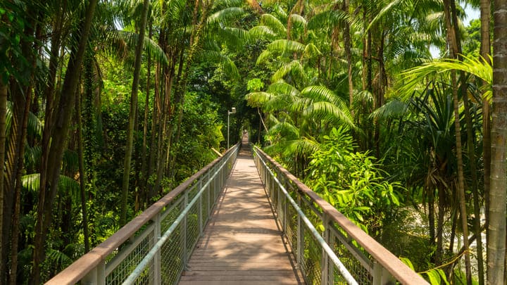 Image of Vegetation, Land, Nature, Outdoors, Rainforest, Tree, Jungle, Garden, Path, Arbour, Walkway, Scenery, Summer,