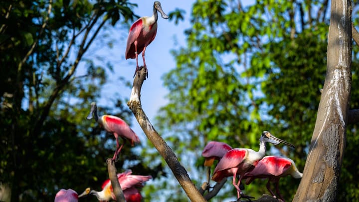 Image of Animal, Flock, Bird, Tree, Beak, 