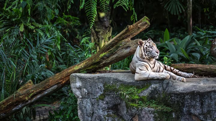 Image of Animal, Mammal, Tiger, Wildlife, Land, Nature, Outdoors, Rainforest, Tree, Vegetation, 