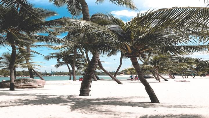 Image of Summer, Palm Tree, Tree, Nature, Outdoors, Tropical, Beach, Coast, Sea, Shoreline, Water,