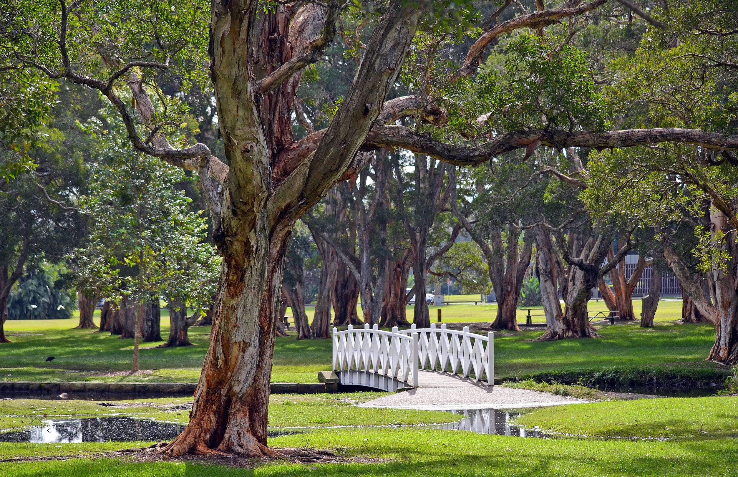 Image of Tree, Tree Trunk, Grass, Nature, Outdoors, Park, Garden, 