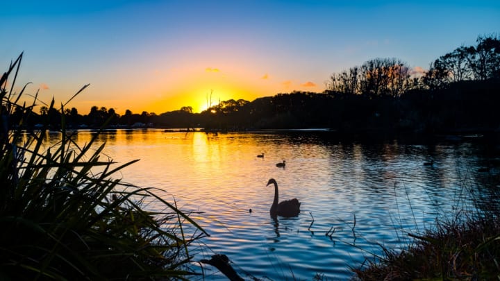 Image of Nature, Outdoors, Sky, Sunset, Pond, Water, Sunrise, Lake, Animal, Bird, 