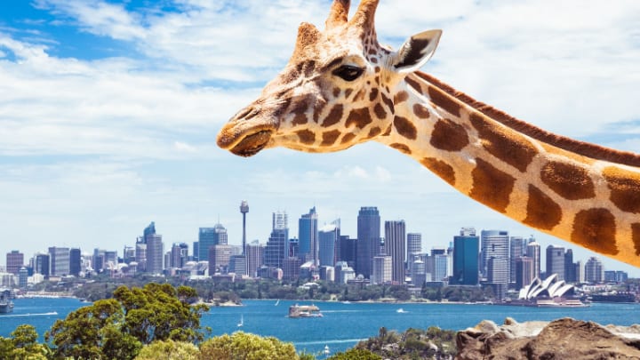 Image of City, Urban, Cityscape, Metropolis, Boat, Animal, Giraffe, Mammal, Wildlife, 