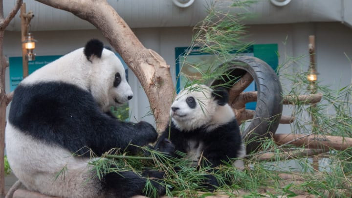 Image of Animal, Bear, Giant Panda, Mammal, Wildlife, 