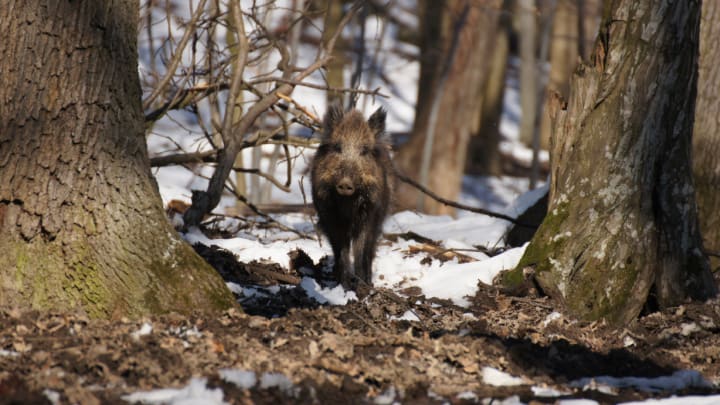 Image of Animal, Boar, Hog, Mammal, Pig, Wildlife, 