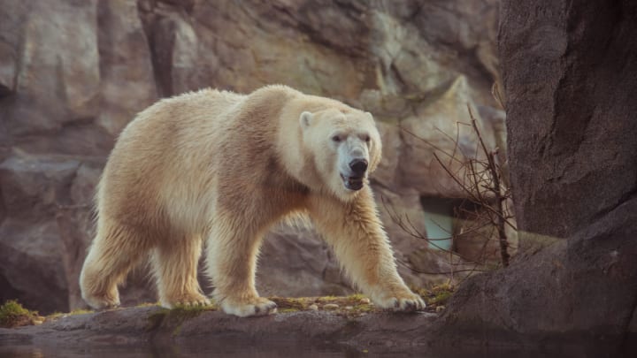 Image of Animal, Bear, Mammal, Wildlife, 