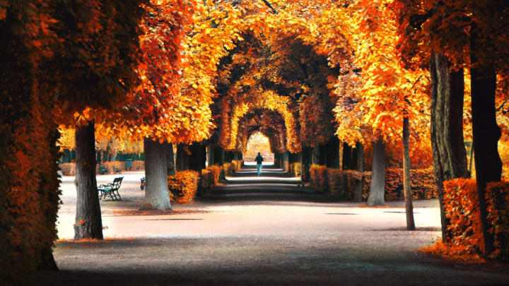 Image of Autumn, Bench, Person, Tree, 