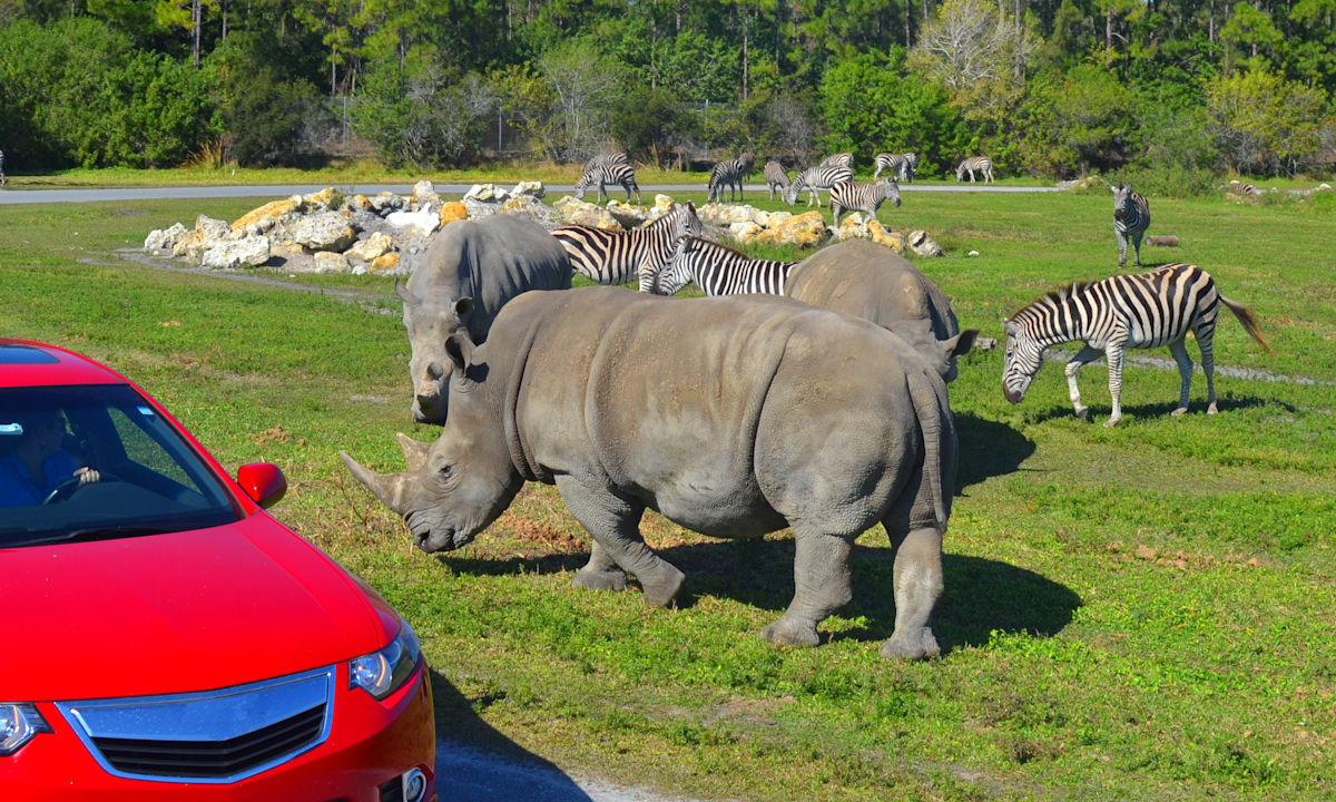 Lion Country Safari
