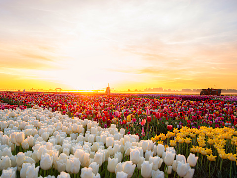 Half Day Tulip Experience Tour