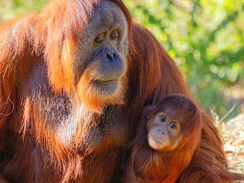Philadelphia Zoo