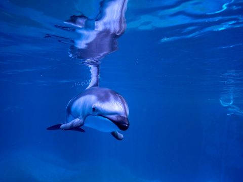 Shedd Aquarium