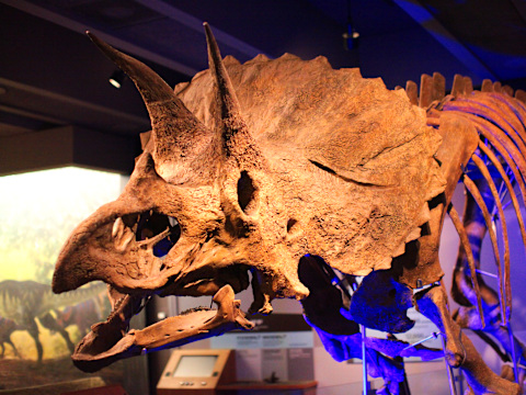 Museum of Science