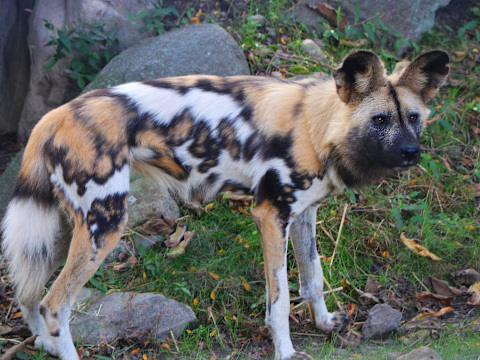 Franklin Park Zoo