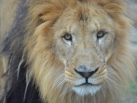 Franklin Park Zoo