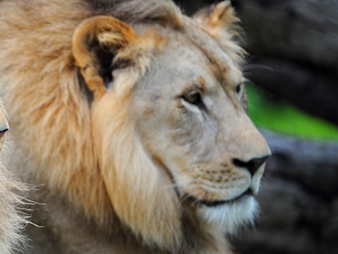 Zoo Miami