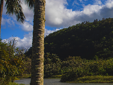 Waimea Valley
