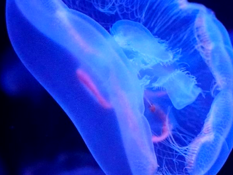 Aquarium