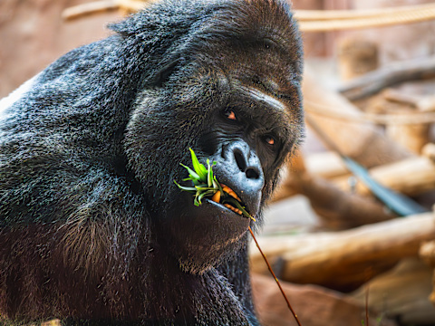 Prague Zoo