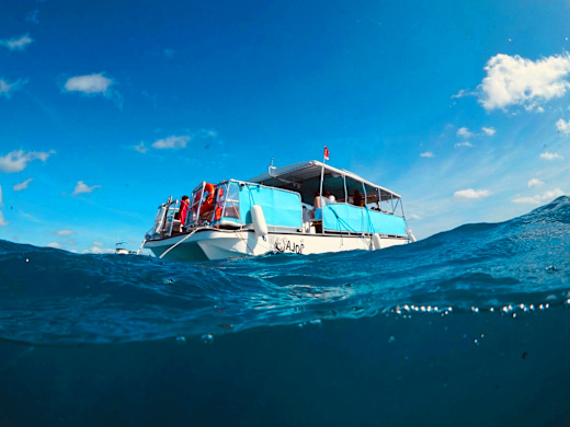 Waikiki Whale Watching Tour