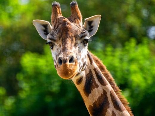 Prague Zoo