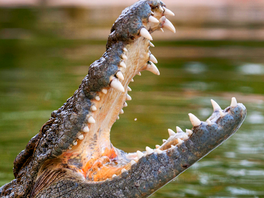 Dubai Crocodile Park