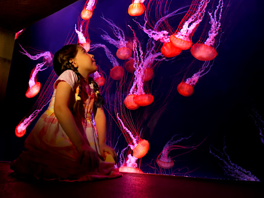 jellyfish