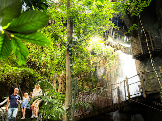 Rainforest zone in the Universeum, Gothenburg.