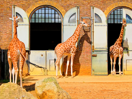 London Zoo