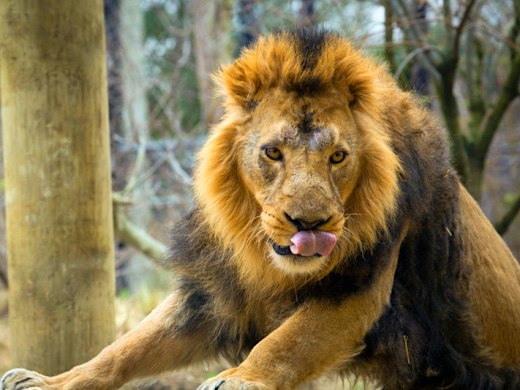 London Zoo