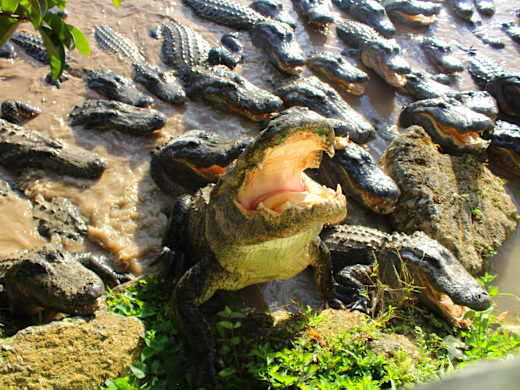 gators