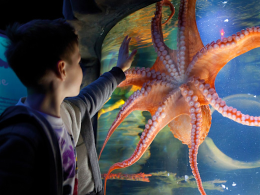 Sea Life