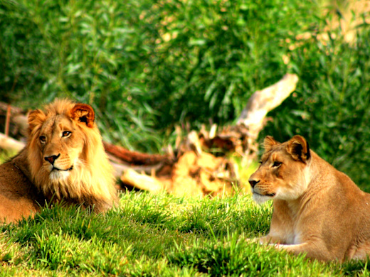 Philadelphia Zoo | Go Philadelphia Pass
