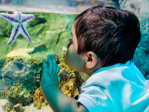 Sea Life San Antonio
