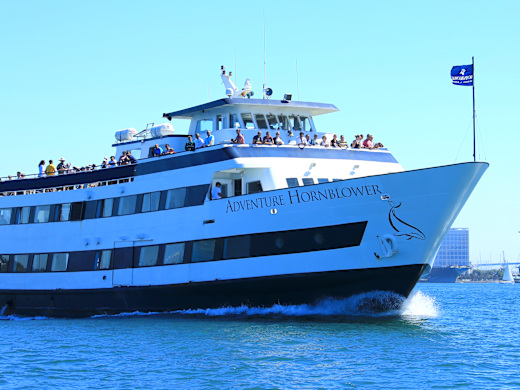 Cruise