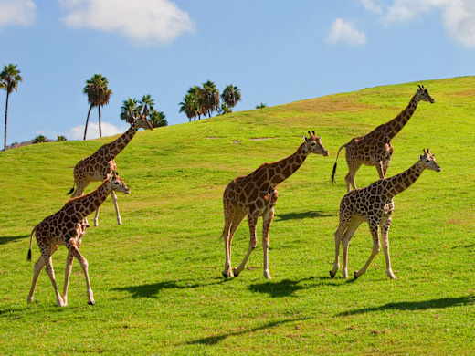 Giraffes