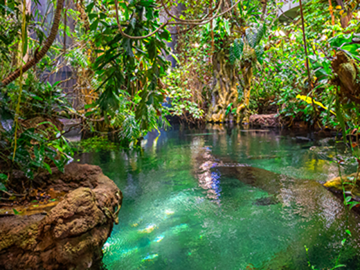 California Academy of Science