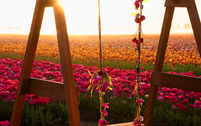 Half Day Tulip Experience Tour