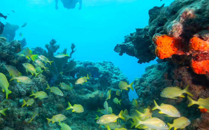 Rise and Reef Morning Snorkel in Key West