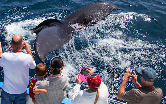Whale Watch & Dolphin Tour - Beautiful Newport Beach