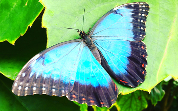The Butterfly House Haga Ocean