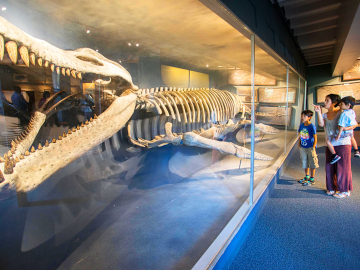 Harvard Museum of Natural History